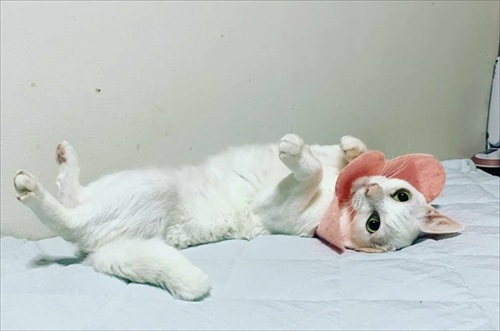 甘え方がおかしい猫ちゃん