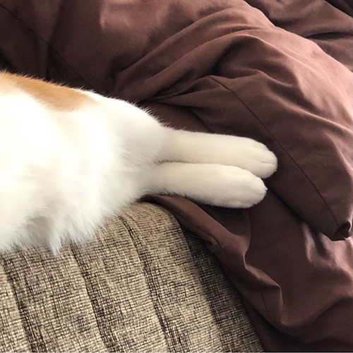 アザラシみたい4