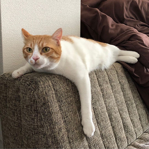 アザラシみたい5