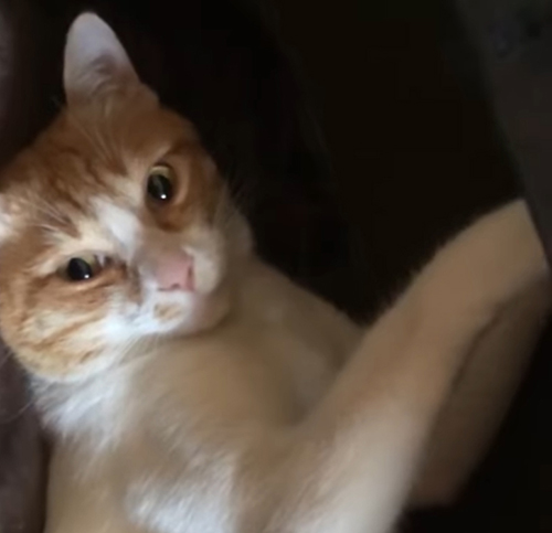 アップのきなこもちくん