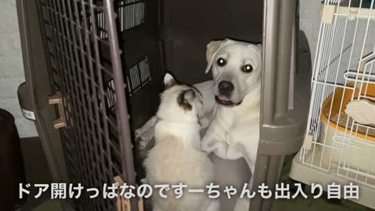 前回保護猫