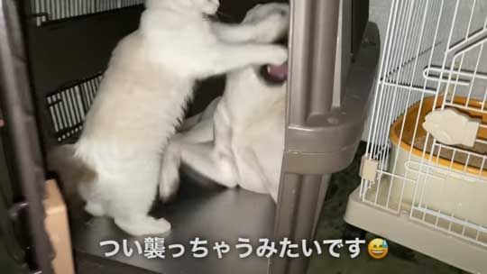 ラブラドール 大好き 子猫 保護猫 アタック ベルとスノー YouTube