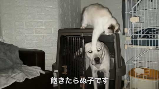 ラブラドール 大好き 子猫 保護猫 アタック ベルとスノー YouTube