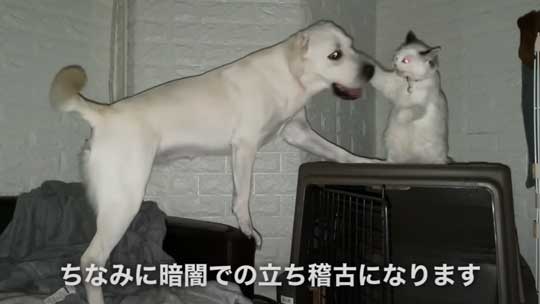 ラブラドール 大好き 子猫 保護猫 アタック ベルとスノー YouTube