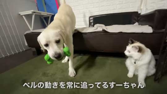 ラブラドール 大好き 子猫 保護猫 アタック ベルとスノー YouTube