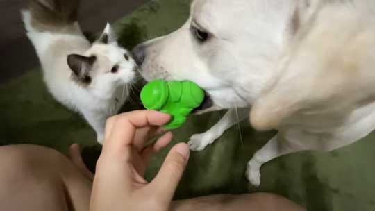 ラブラドール 大好き 子猫 保護猫 アタック ベルとスノー YouTube