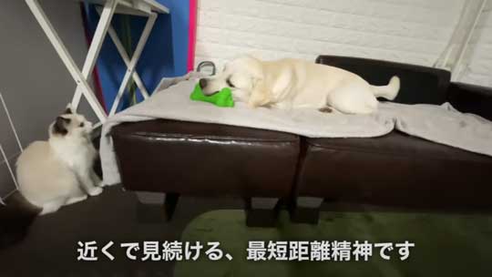 ラブラドール 大好き 子猫 保護猫 アタック ベルとスノー YouTube