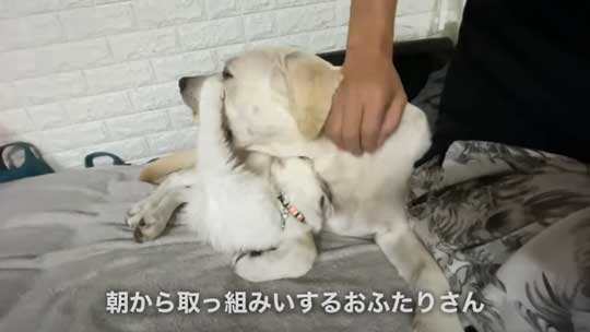 ラブラドール 大好き 子猫 保護猫 アタック ベルとスノー YouTube