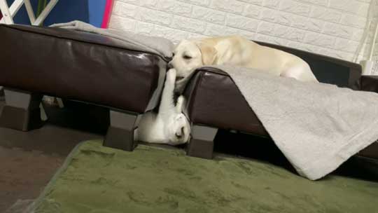 ラブラドール 大好き 子猫 保護猫 アタック ベルとスノー YouTube