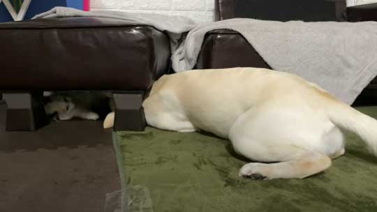 ラブラドール 大好き 子猫 保護猫 アタック ベルとスノー YouTube