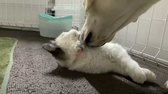 ラブラドール 大好き 子猫 保護猫 アタック ベルとスノー YouTube