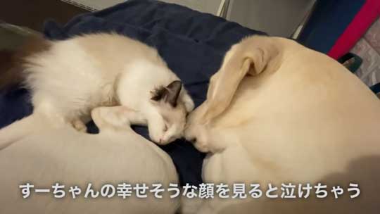 ラブラドール 大好き 子猫 保護猫 アタック ベルとスノー YouTube