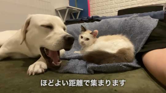 ラブラドール 大好き 子猫 保護猫 アタック ベルとスノー YouTube