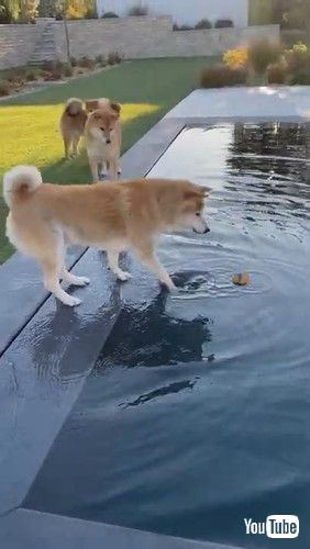 「Hesitant Dog Tries to Grab Ball Floating in Pool - 1218637」