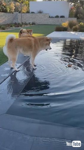 「Hesitant Dog Tries to Grab Ball Floating in Pool - 1218637」