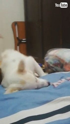 「Tuckered Pup Can't Stay Upright || ViralHog」