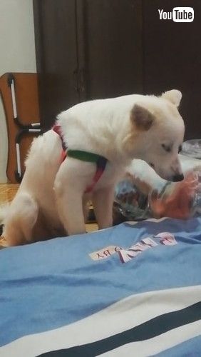 「Tuckered Pup Can't Stay Upright || ViralHog」