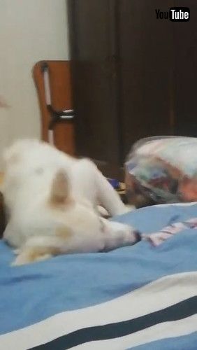 「Tuckered Pup Can't Stay Upright || ViralHog」