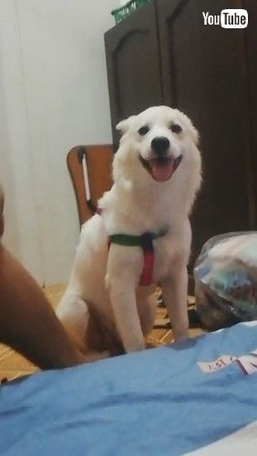 「Tuckered Pup Can't Stay Upright || ViralHog」