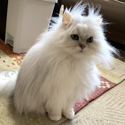 毛づくろいした猫ちゃん、きれいになったつもりだけど