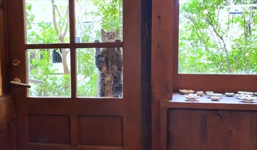 衝撃の映像が撮れた