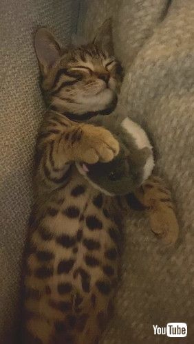 「Kitty Loves Cuddling His Favorite Hamster Toy || ViralHog」