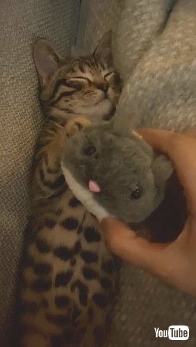 「Kitty Loves Cuddling His Favorite Hamster Toy || ViralHog」