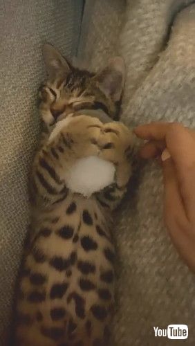 「Kitty Loves Cuddling His Favorite Hamster Toy || ViralHog」