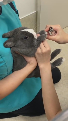 爪切りがんばったアメちゃん