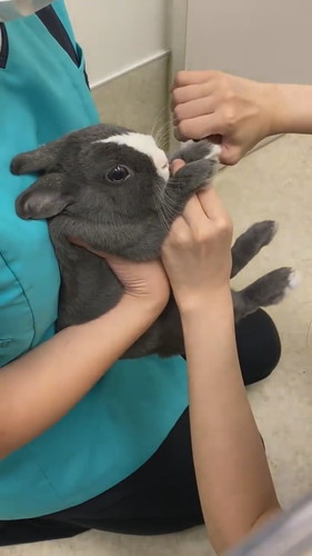 爪切りがんばったアメちゃん