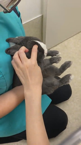 爪切りがんばったアメちゃん