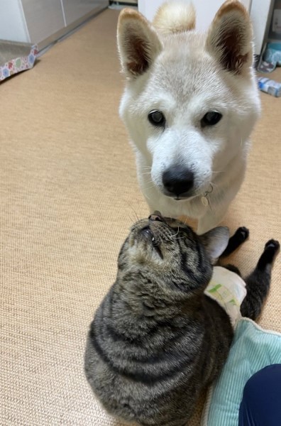 猫