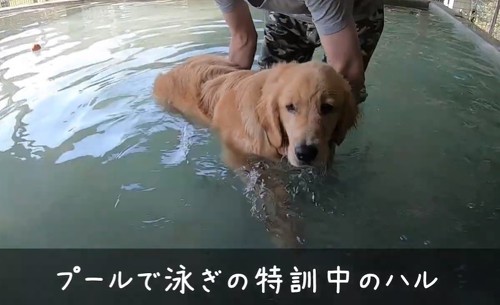 犬