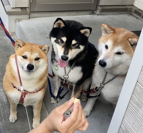 ペット手帳 ベストショット