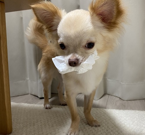 ペット手帳 ベストショット