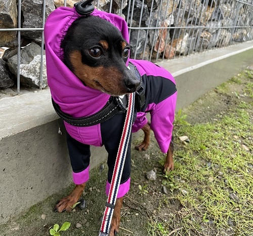 ペット手帳 ベストショット