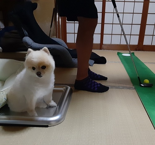 ペット手帳 ベストショット