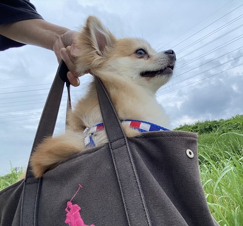 ペット手帳 ベストショット