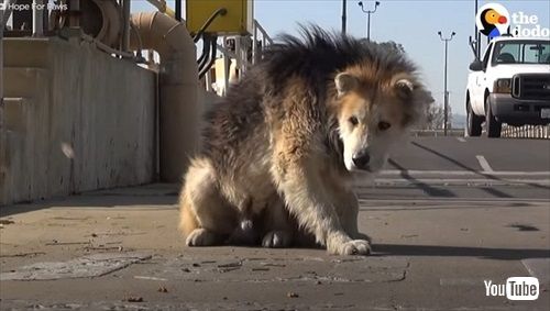 子犬のように甘えてくる老犬