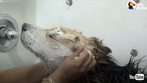 子犬のように甘えてくる老犬