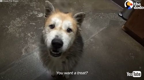 子犬のように甘えてくる老犬