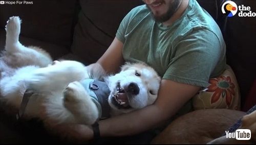 子犬のように甘えてくる老犬