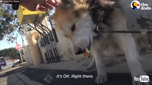子犬のように甘えてくる老犬