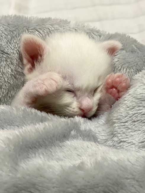 元捨て猫の赤ちゃん