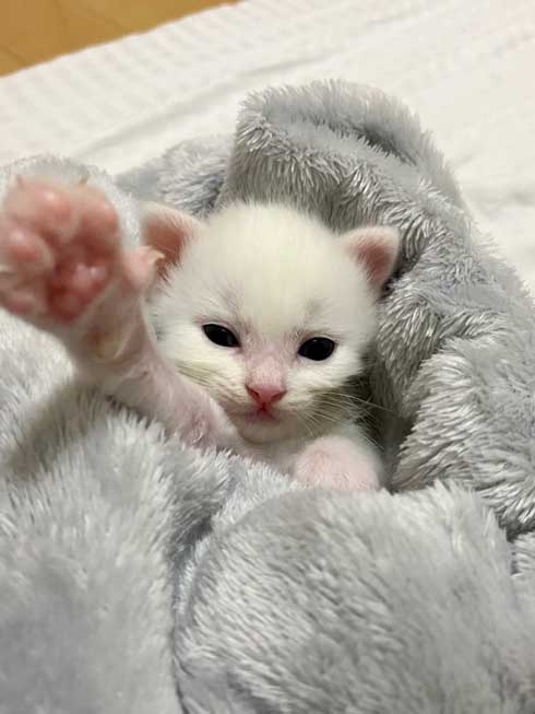 毛布 おくるみ 秒で寝た 赤ちゃん 子猫 寝顔 保護猫