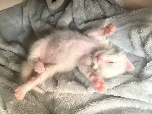 毛布 おくるみ 秒で寝た 赤ちゃん 子猫 寝顔 保護猫