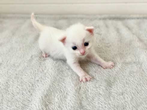 毛布 おくるみ 秒で寝た 赤ちゃん 子猫 寝顔 保護猫