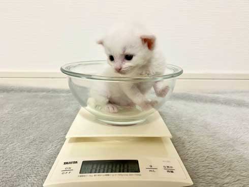 毛布 おくるみ 秒で寝た 赤ちゃん 子猫 寝顔 保護猫