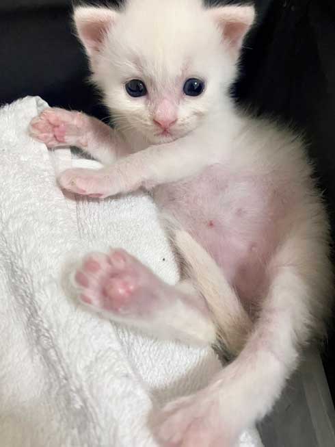 毛布 おくるみ 秒で寝た 赤ちゃん 子猫 寝顔 保護猫