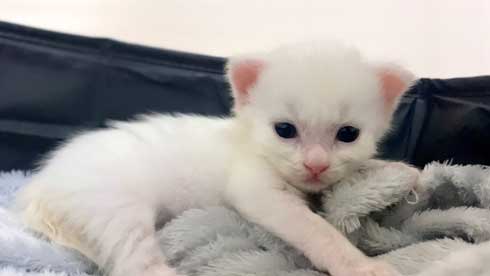 毛布 おくるみ 秒で寝た 赤ちゃん 子猫 寝顔 保護猫